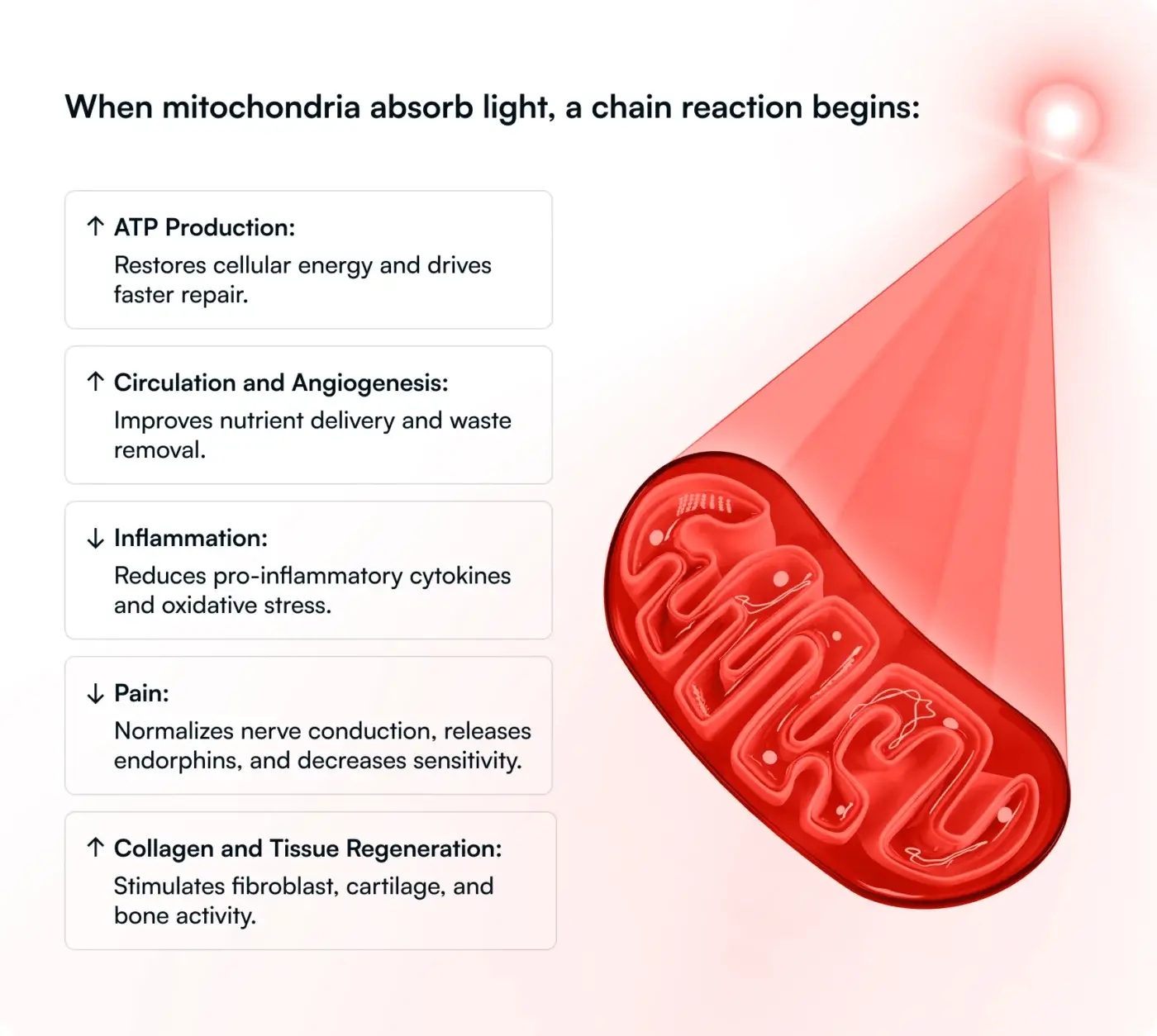 When mitochondria absorb light, a chain reaction begins. This image shows that action happening. 